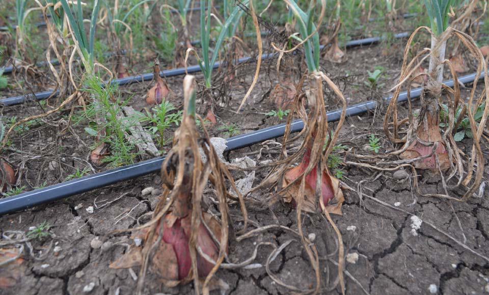 ONION FARMING PROJECT IN NANYUKI